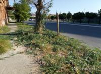 День чистоты