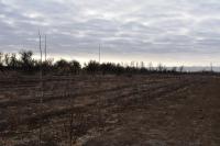 Лесное и тепличное хозяйство Астрахани ждут перемены