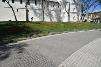 Астрахань станет еще зеленее