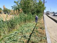 В Астрахани усилена работа по скосу сорной растительности
