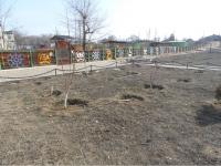 В парке поселка Казачий вандалы уничтожили 15 молодых деревьев