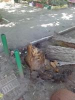 Коммунальным отделом администрации Ленинского района в период с 07.06.2016 по 16.06.2016 организованы мероприятия по удалению дождевой воды с улиц Ленинского района и уходные работы за зелеными насаждениями.