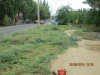 "День чистоты"