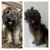 Около 400 собак из «Экоприюта» раздали в добрые руки