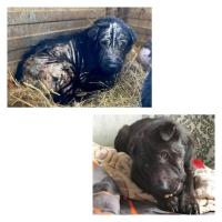 Около 400 собак из «Экоприюта» раздали в добрые руки