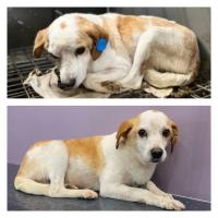 Около 400 собак из «Экоприюта» раздали в добрые руки