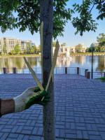 Вандалы испортили деревья на Лебедином озере