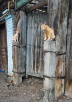 Старая Астрахань. Фейсконтроль