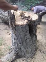 Коммунальным отделом администрации Ленинского района в период с 07.06.2016 по 16.06.2016 организованы мероприятия по удалению дождевой воды с улиц Ленинского района и уходные работы за зелеными насаждениями.