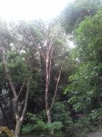 Коммунальным отделом администрации Ленинского района в период с 07.06.2016 по 16.06.2016 организованы мероприятия по удалению дождевой воды с улиц Ленинского района и уходные работы за зелеными насаждениями.