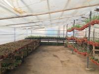 Лесное и тепличное хозяйство Астрахани ждут перемены