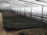 Лесное и тепличное хозяйство Астрахани ждут перемены