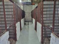 Собак на астраханских улицах станет меньше